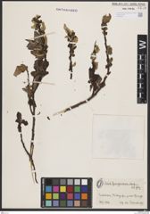Foto von Salix buergeriana Miq.
